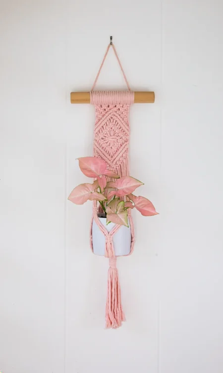 Pink macrame plant hanger holding pink syngonium plant