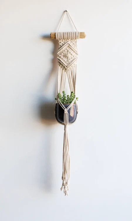Small macrame plant hanger on driftwood, holding small pot with String of Turtles plant