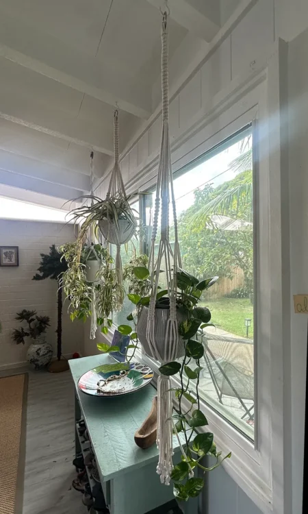Large Indoor or Outdoor sturdy macrame plant hanger, hung in window with trailing pothos
